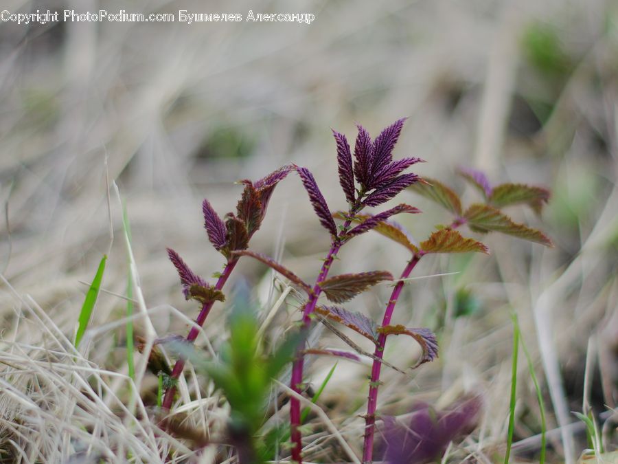 Field, Grass, Grassland, Plant, Blossom, Flora, Flower