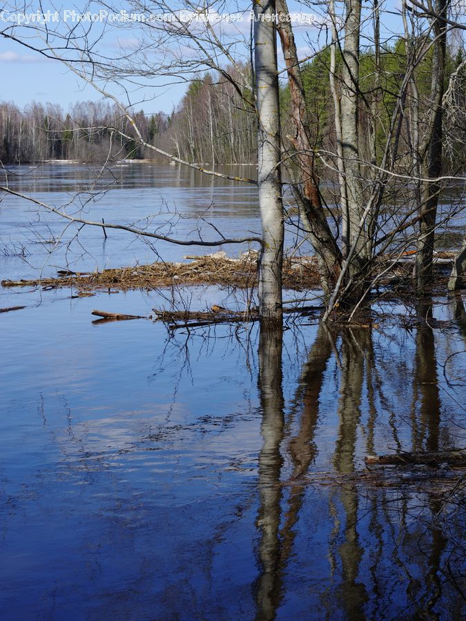 Birch, Tree, Wood, Land, Marsh, Pond, Swamp