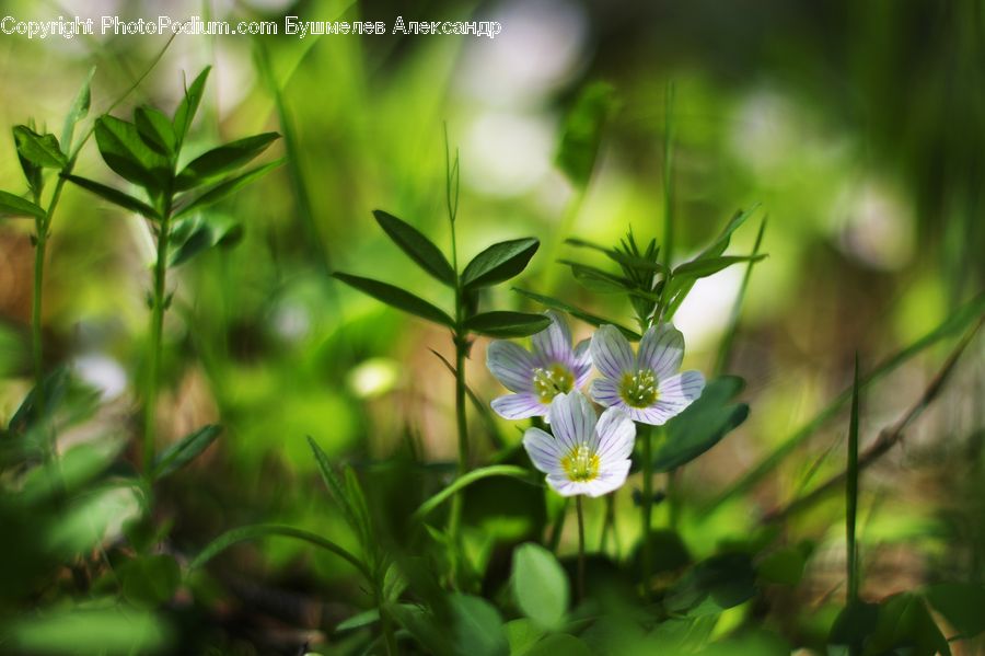 Aquilegia, Blossom, Flora, Flower, Plant, Fiber, Flax