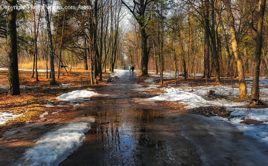 Forest, Grove, Land, Creek, Outdoors, River, Water