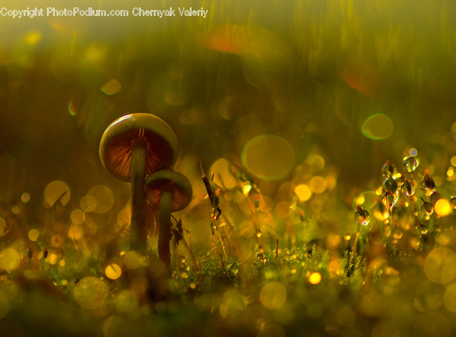 Moss, Plant, Field, Grass, Grassland, Blossom, Flora