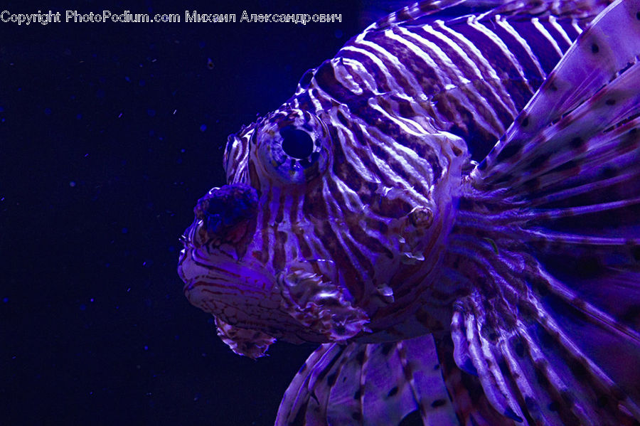 Coral Reef, Outdoors, Reef, Sea, Sea Life, Water, Blossom