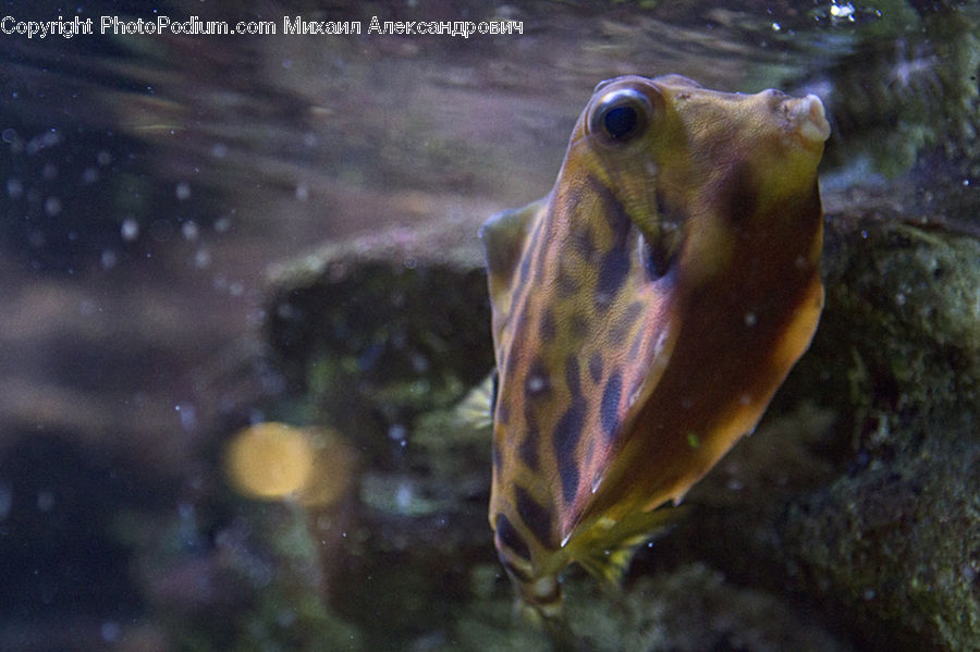 Fish, Puffer, Sea Life, Amphibian, Frog, Wildlife, Asphalt