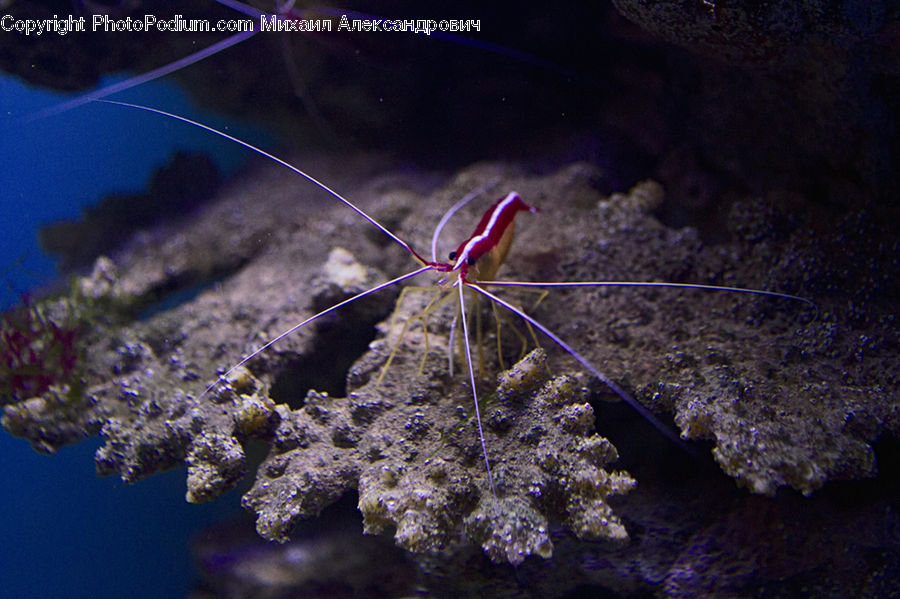 Sea Life, Shrimp, Coral Reef, Outdoors, Reef, Sea, Water