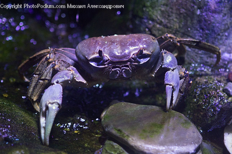 Crab, Invertebrate, Sea Life, Seafood