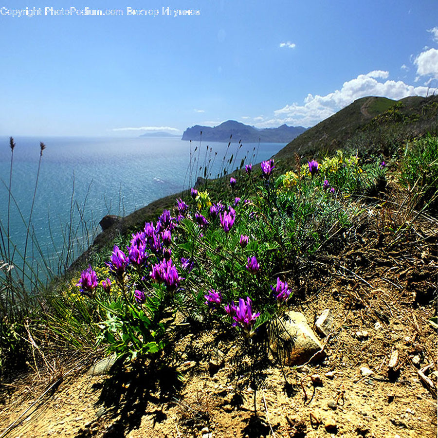 Blossom, Crocus, Flora, Flower, Plant, Soil, Vegetation