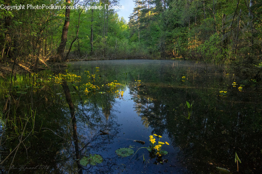 Outdoors, Pond, Water, Land, Marsh, Swamp, Asphalt