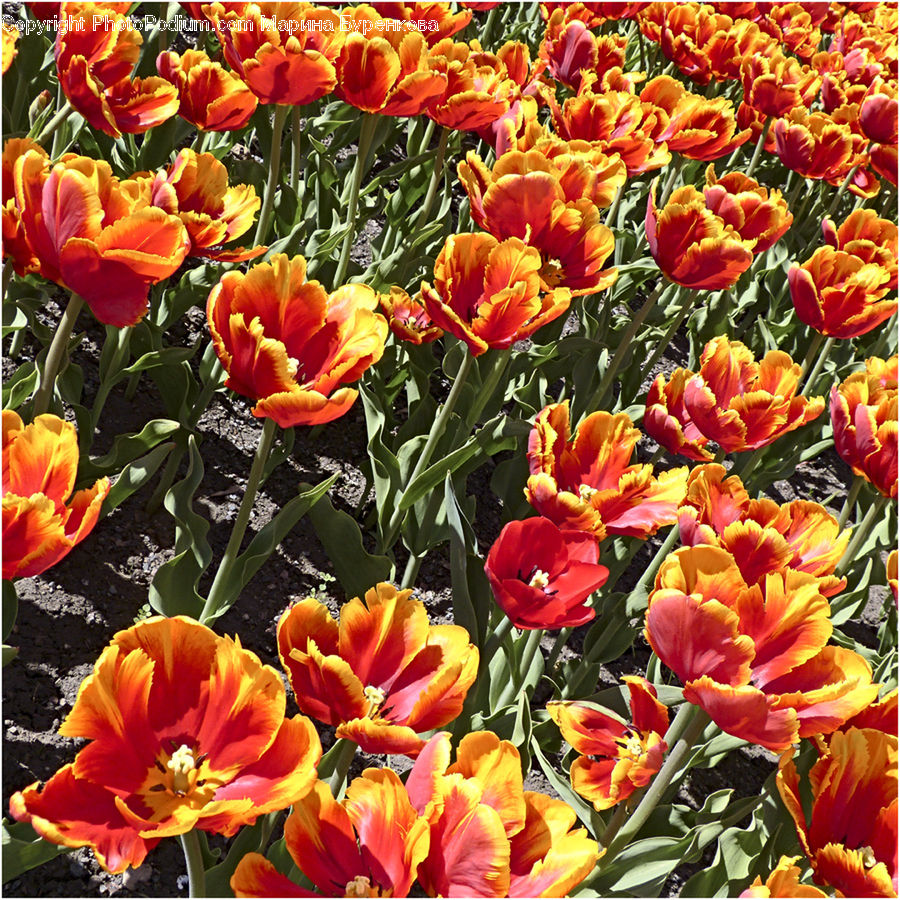 Blossom, Flora, Flower, Plant, Tulip, Flower Arrangement, Flower Bouquet