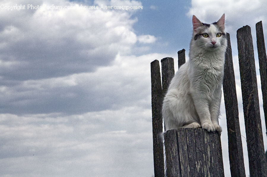 Animal, Cat, Mammal, Manx, Pet, Siamese, Abyssinian