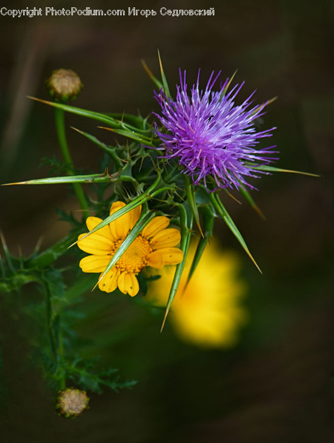Flora, Flower, Plant, Thistle, Weed, Blossom, Daisies