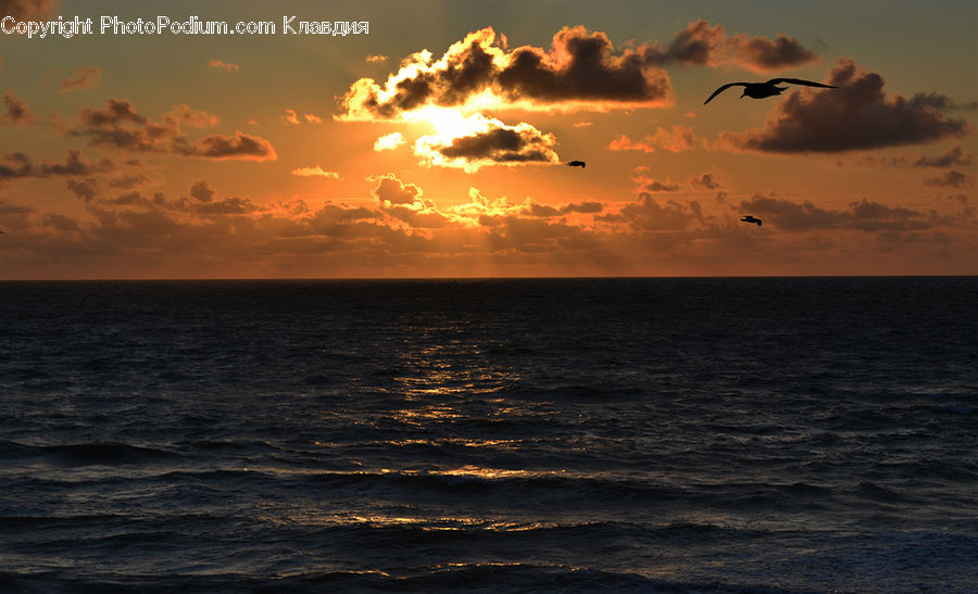 Azure Sky, Cloud, Outdoors, Sky, Albatross, Bird, Seagull