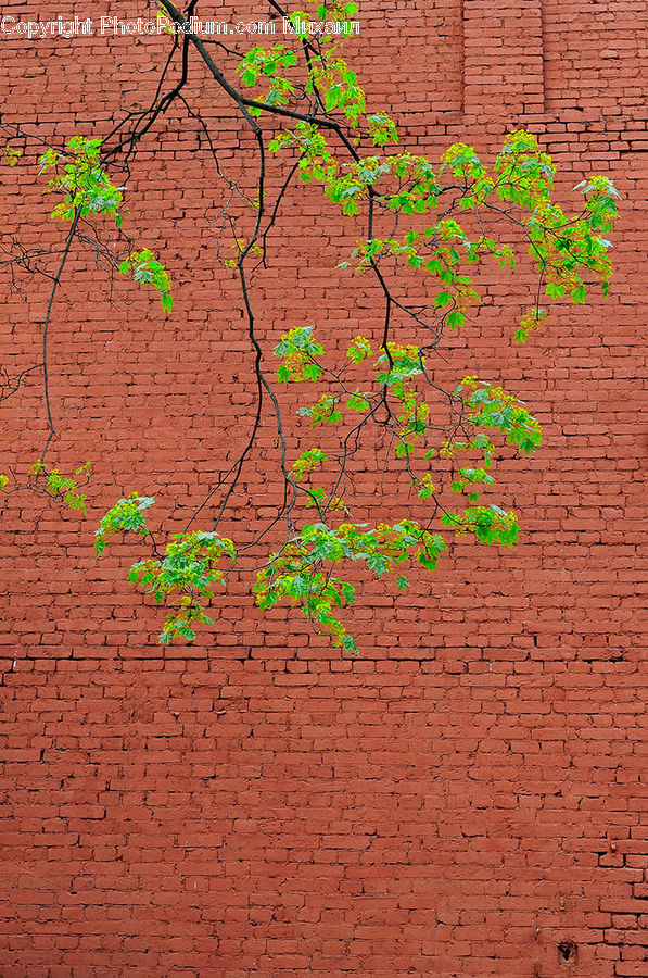 Brick, Soil, Pavement