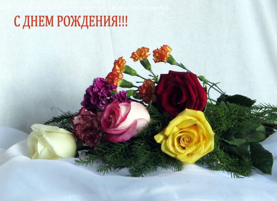 Plant, Potted Plant, Flower, Flower Arrangement, Flower Bouquet, Floral Design, Ikebana