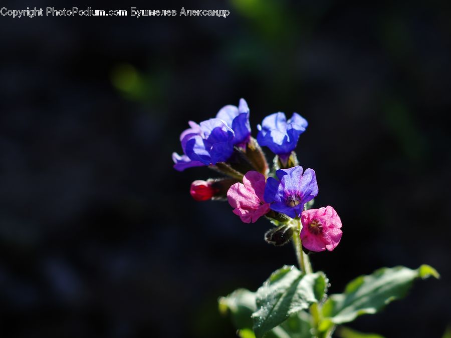 Blossom, Flora, Flower, Geranium, Plant, Violet, Petal