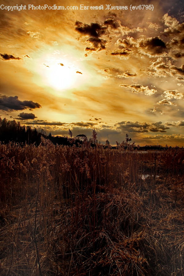 Field, Grass, Grassland, Land, Outdoors, Plant, Landscape