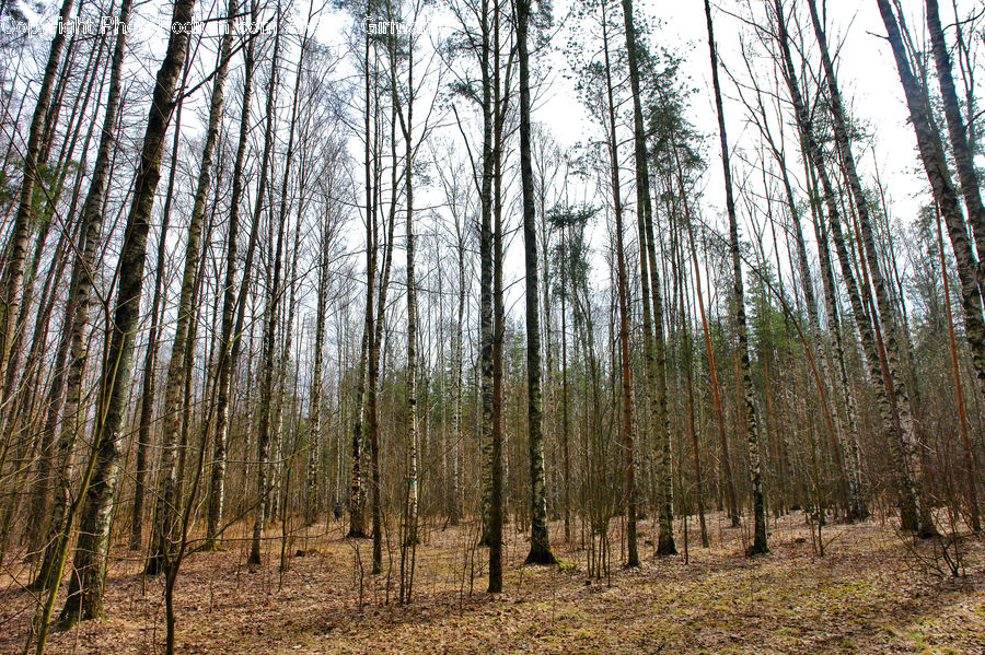 Forest, Grove, Land, Vegetation, Birch, Tree, Wood