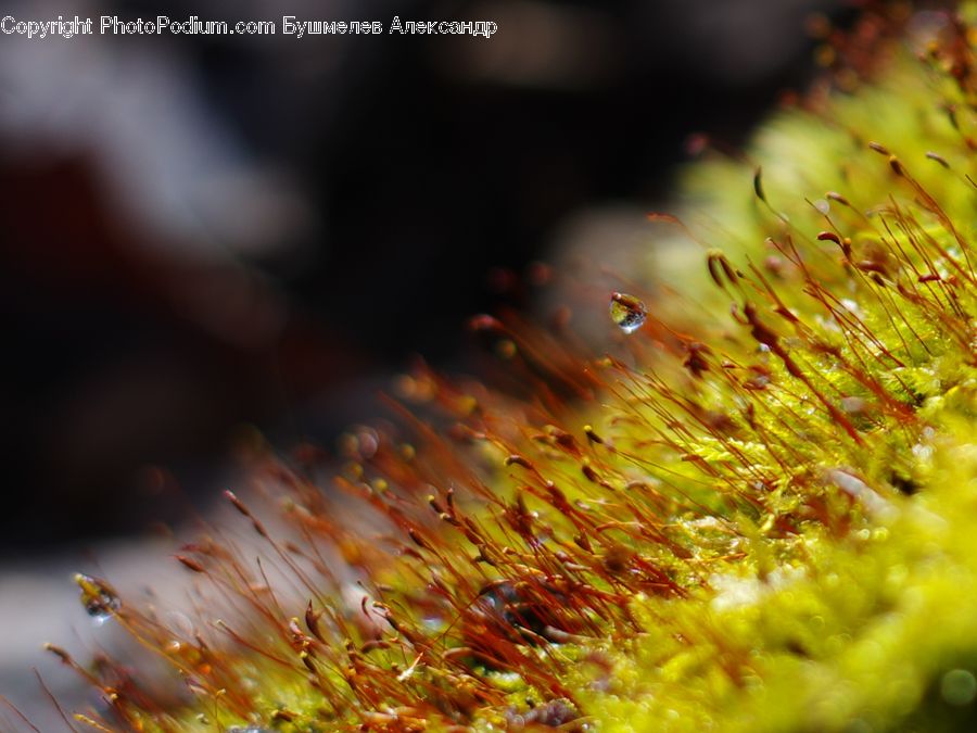 Moss, Plant, Flora, Pollen, Invertebrate, Sea Anemone, Sea Life