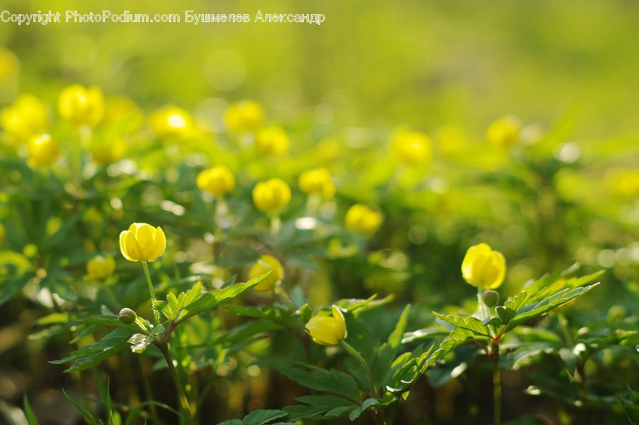 Field, Grass, Grassland, Plant, Blossom, Flora, Flower