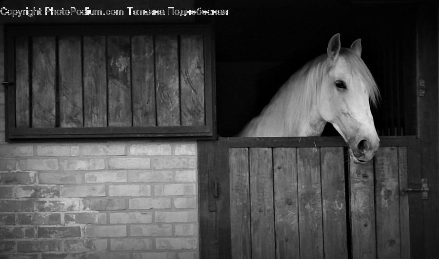 Animal, Horse, Mammal, Stallion