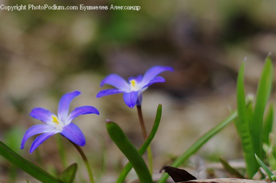 Flora, Flower, Iris, Plant, Blossom, Crocus, Violet