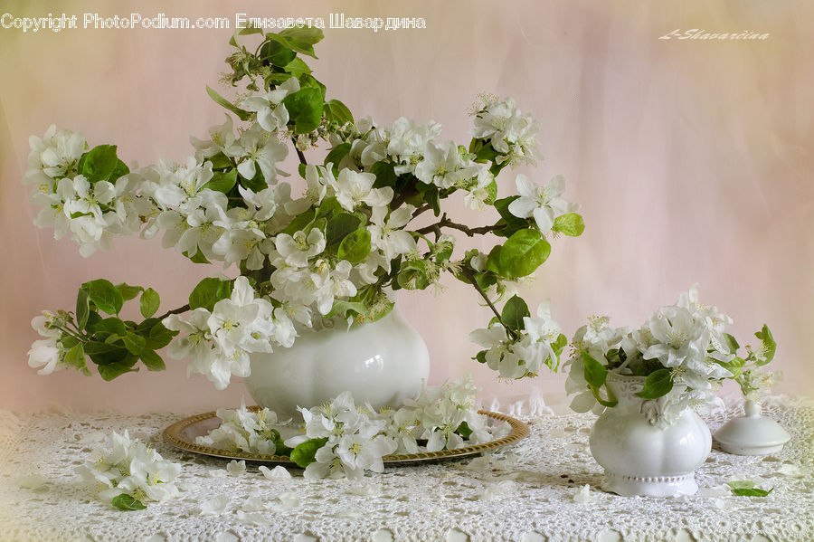 Plant, Potted Plant, Floral Design, Blossom, Flora, Flower, Lilac