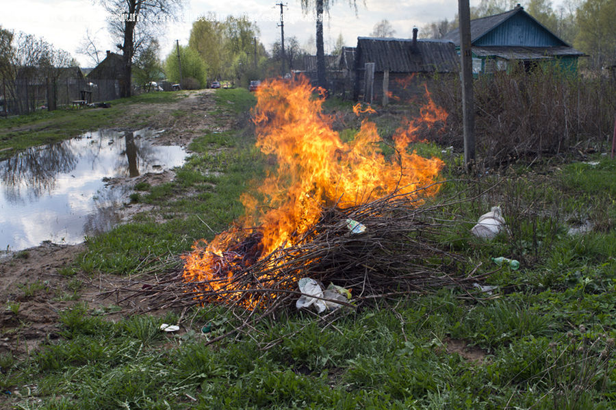Fire, Flame, Forest Fire, Plant, Vegetation, Field, Grass