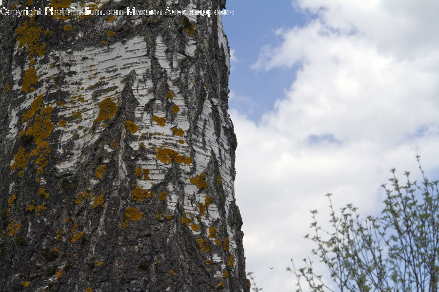 Tree Trunk, Adventure, Climbing, Outdoors, Sport, Cliff, Birch
