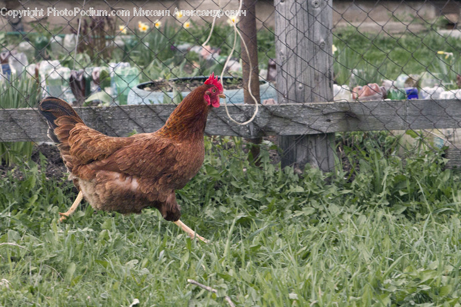 Chicken, Fowl, Hen, Poultry, Animal, Zoo, Bird