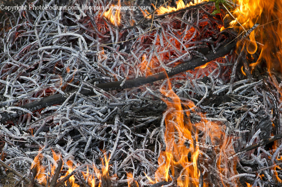 Frost, Ice, Outdoors, Snow, Conifer, Fir, Plant