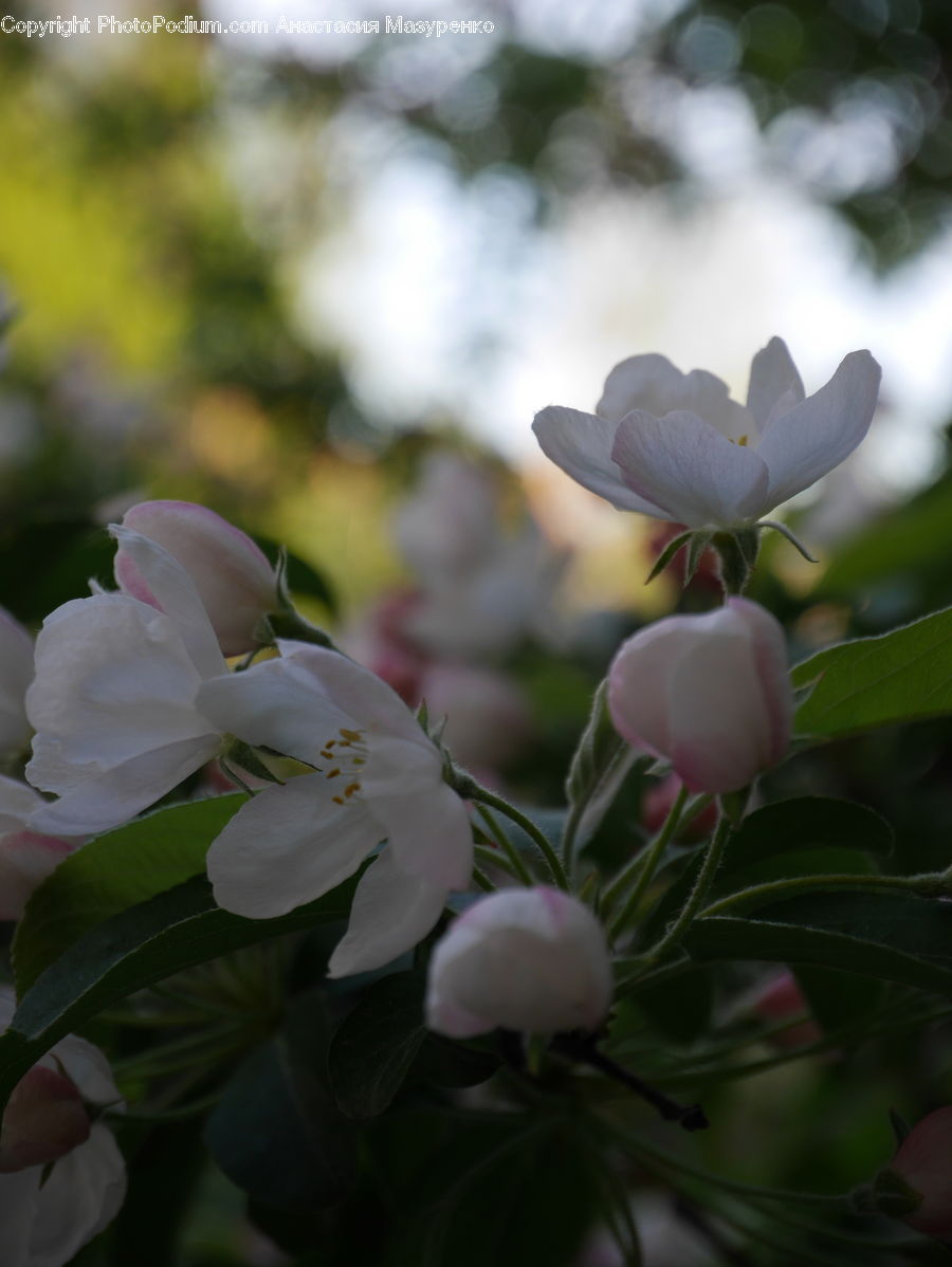 Blossom, Flora, Flower, Plant, Peony, Tulip, Cherry Blossom