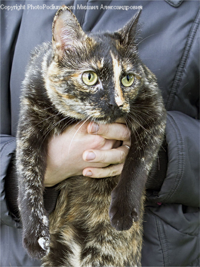 Animal, Cat, Mammal, Pet, Manx, Abyssinian
