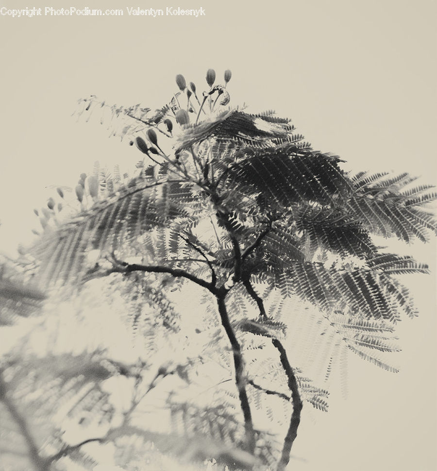 Drawing, Sketch, Art, Plant, Tree, Willow, Conifer