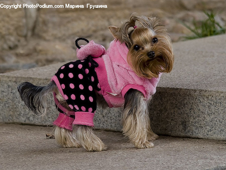 Plant, Potted Plant, Animal, Canine, Dog, Mammal, Pet