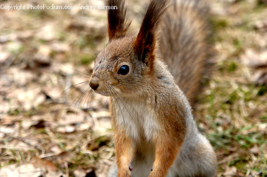 Animal, Mammal, Rodent, Squirrel, Field, Grass, Grassland