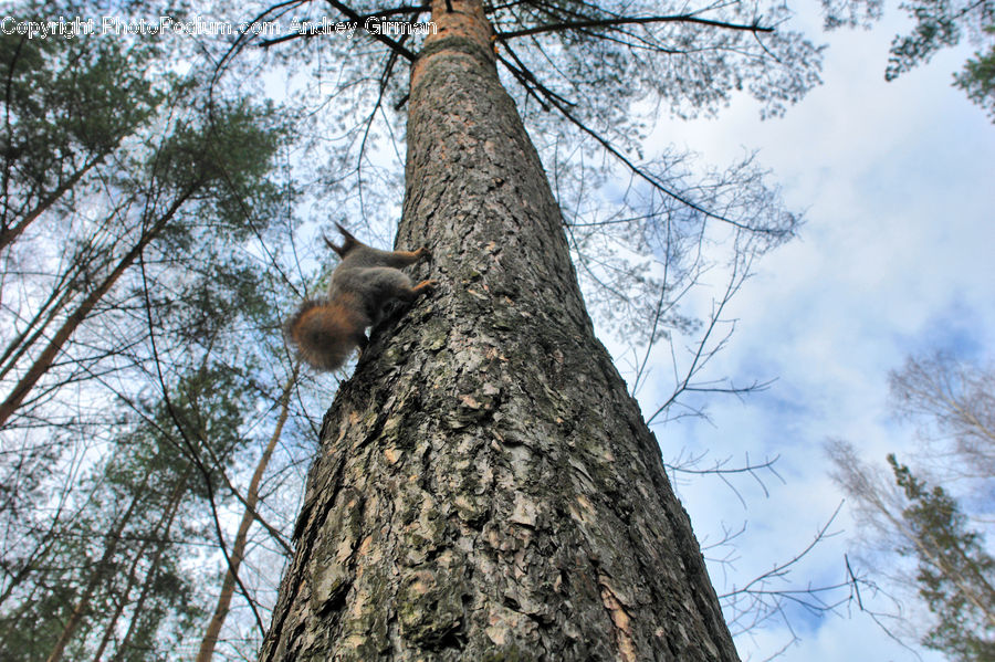 Tree Trunk, Animal, Mammal, Rodent, Squirrel, Deer, Wildlife