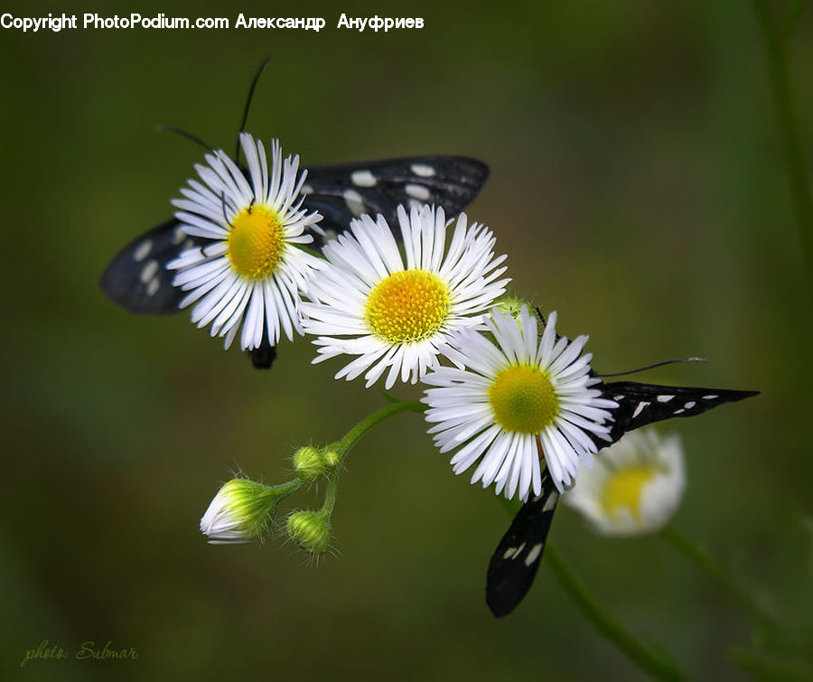 Daisies, Daisy, Flower, Plant, Weed, Aster, Blossom
