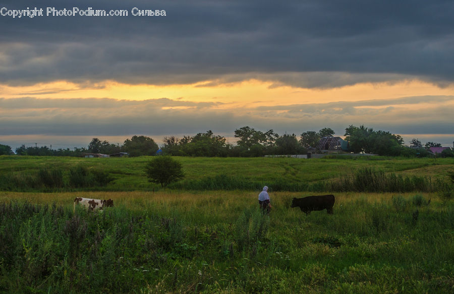Field, Grass, Grassland, Land, Outdoors, Landscape, Nature