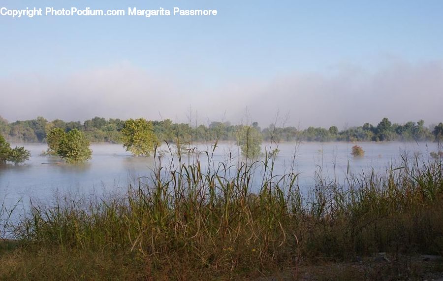 Land, Marsh, Outdoors, Swamp, Water, Field, Grass