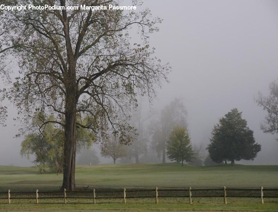 Fog, Plant, Tree, Oak, Wood, Field, Grass