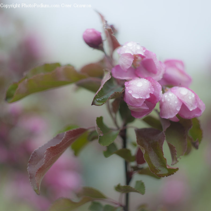 Blossom, Flora, Flower, Plant, Cherry Blossom, Lilac, Bud