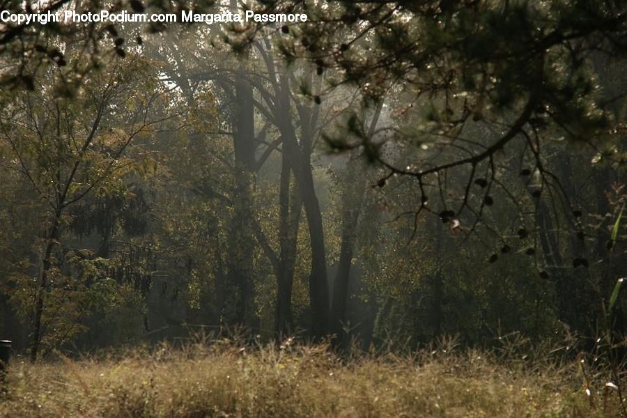 Forest, Vegetation, Bush, Plant, Field, Grass, Grassland
