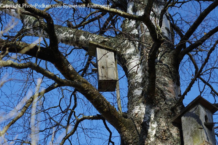 Oak, Tree, Wood, Architecture, Bell Tower, Clock Tower, Tower