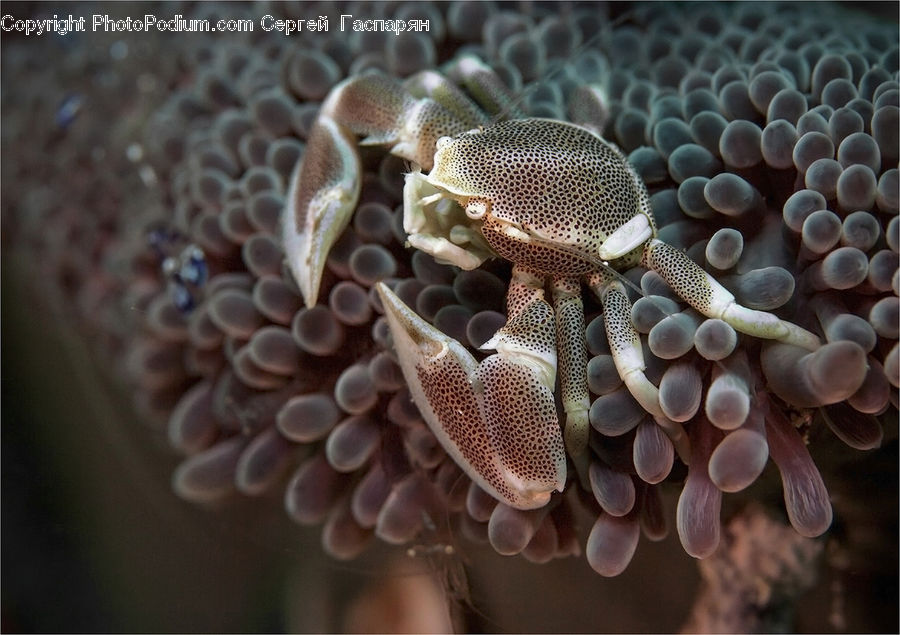 Angelfish, Fish, Sea Life, Invertebrate, Sea Anemone, Coral Reef, Outdoors
