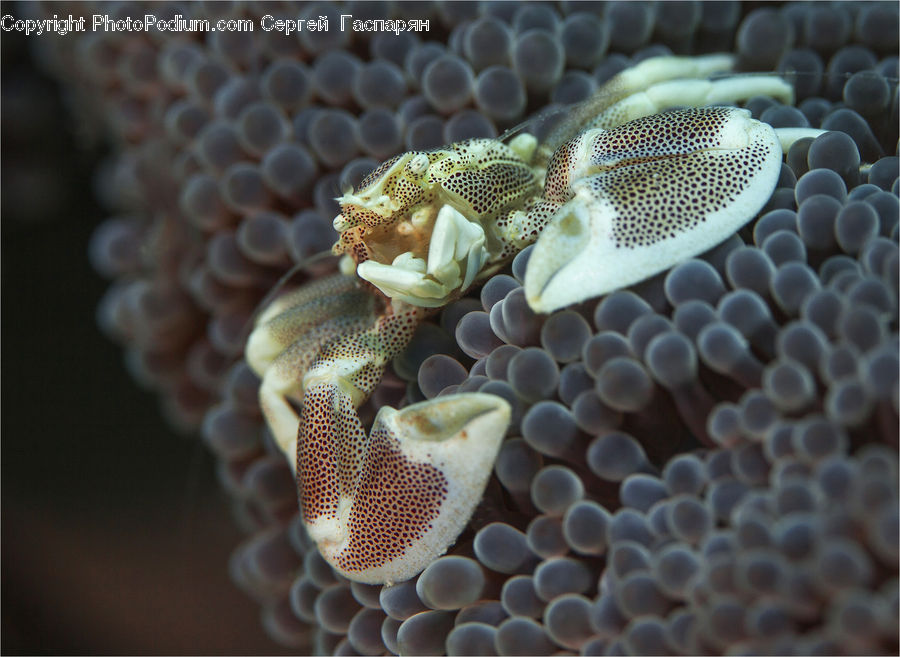 Coral Reef, Outdoors, Reef, Sea, Sea Life, Water, Blossom