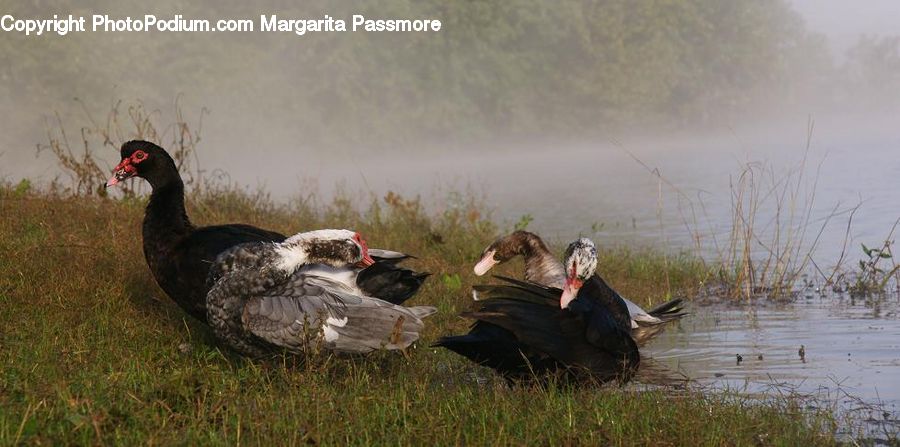 Bird, Black Swan, Swan, Waterfowl, People, Person, Human