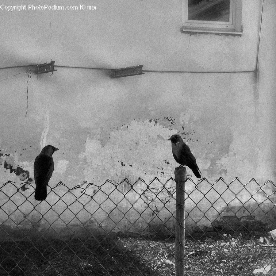 Bird, Blackbird, Crow, Stork, Fence, Silhouette