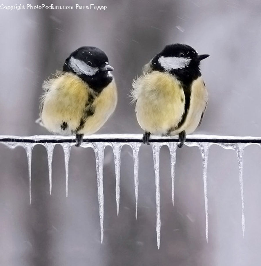 Bird, Finch, Sparrow, Swallow, Head, Portrait