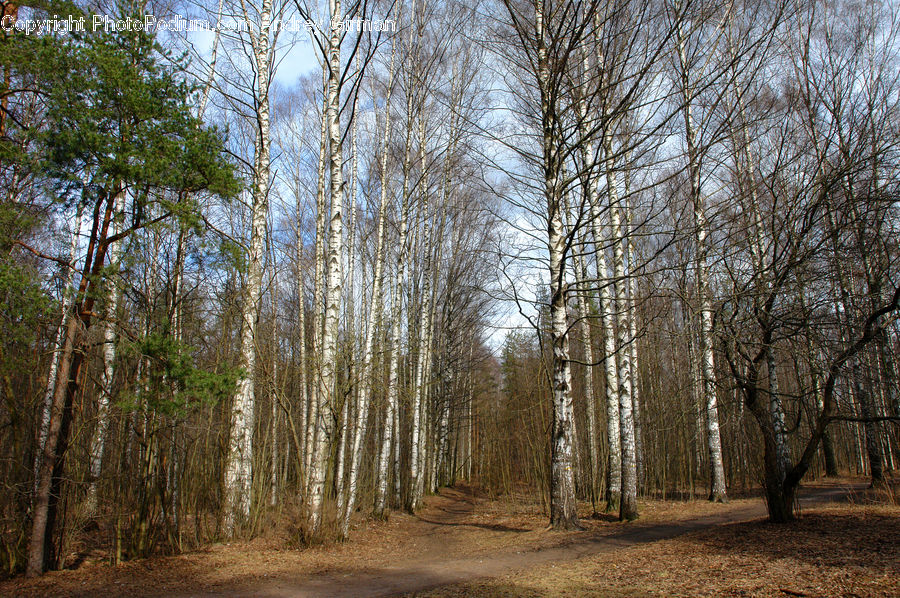 Birch, Tree, Wood, Forest, Grove, Land, Vegetation