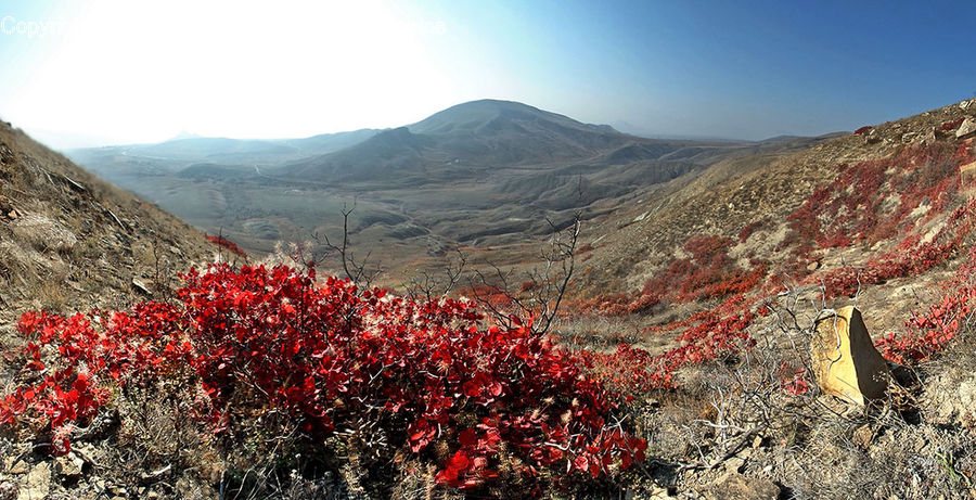 Bush, Plant, Vegetation, Mountain, Outdoors, Valley, Ground