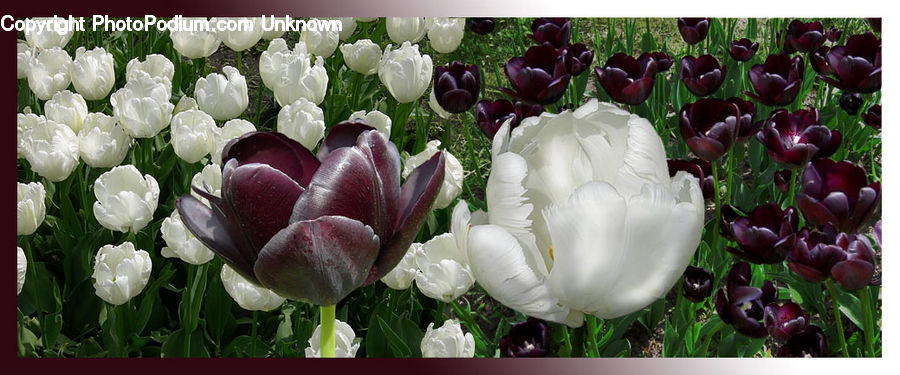 Blossom, Flora, Flower, Plant, Tulip, Peony, Crocus